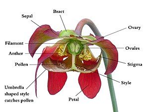 Cutaway view of a Sarracenia flower with anatomical parts labeled