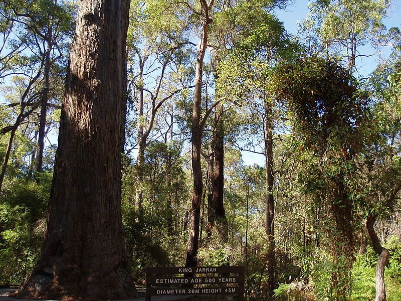 File:Eucalyptus marginata 3.jpg