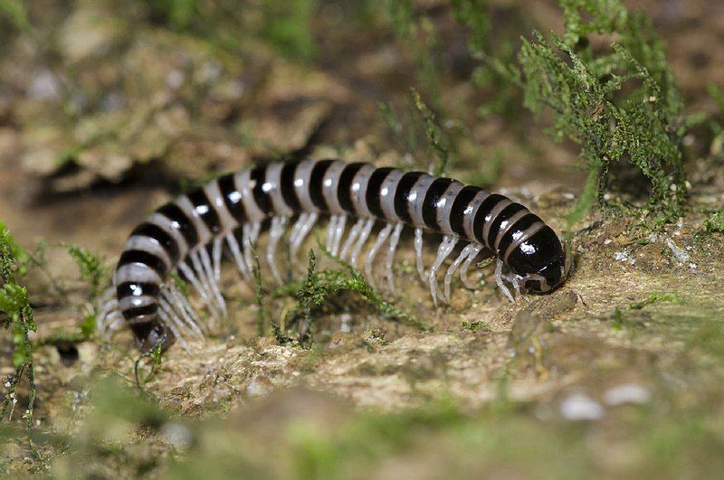 File:Eviulisoma zebra.jpg