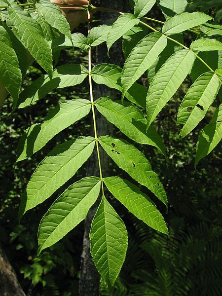 File:Fraxinus nigra leaves.jpg