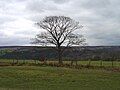 Lone tree on the moors in Goathland.