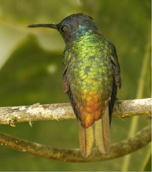 File:Golden-tailed Sapphire 2.jpg