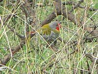 Male, Serengeti, Tanzania