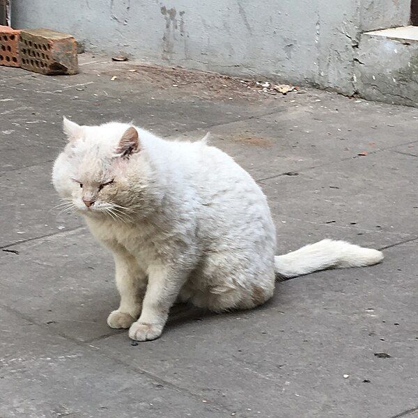 File:Grumpy cat nanjing.jpg