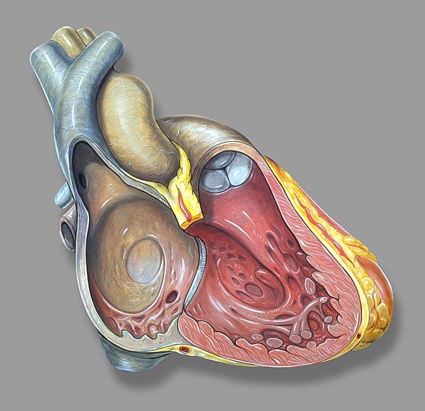 File:Heart right anatomy.jpg