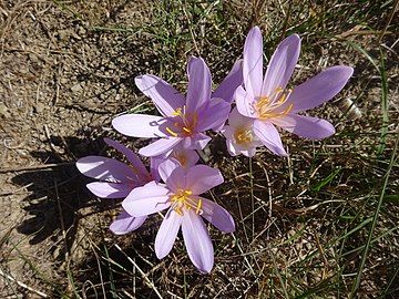 Meadow saffron