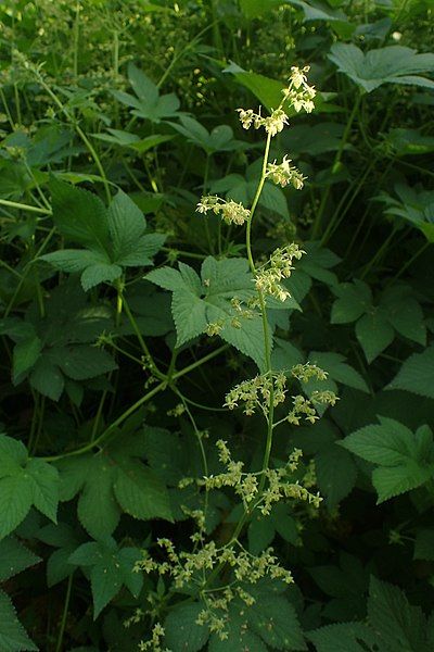 File:Humulus japonicus kz02.jpg