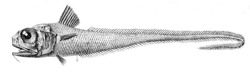 File:Hymenocephalus italicus2.jpg