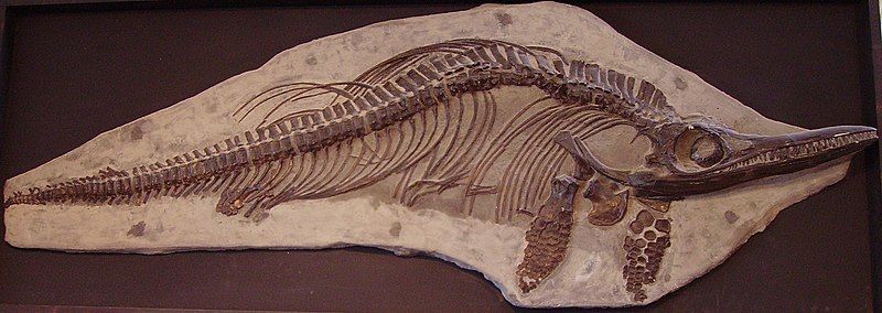 File:Ichthyosaur sp. 22.jpg