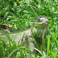 Iguanashot at Bannerghatta National Park,Bangalore,India.