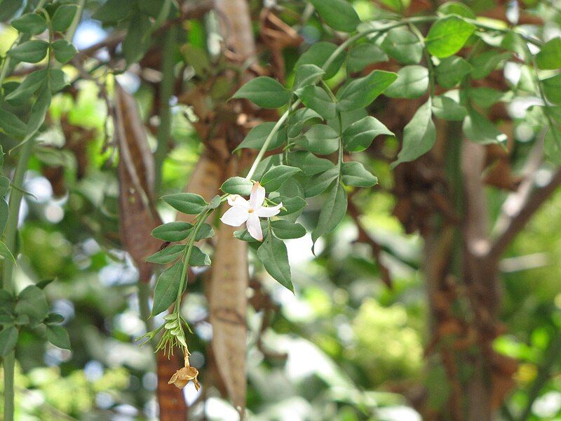 File:Jasminum grandiflorum.jpg