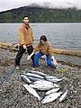 Silver salmon caught in the ocean just off Raspberry Island, Alaska