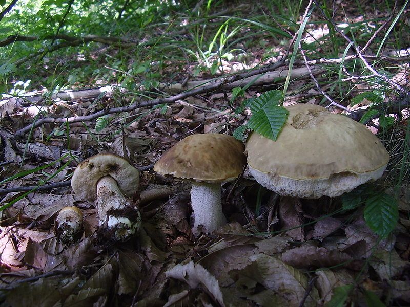 File:Leccinum pseudoscabrum1.JPG