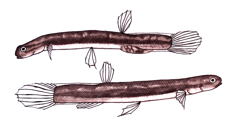 File:Lepidogalaxias.png