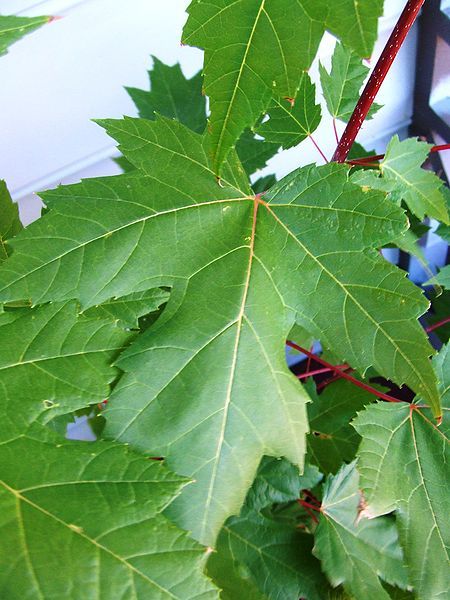 File:Lipstick maple.JPG