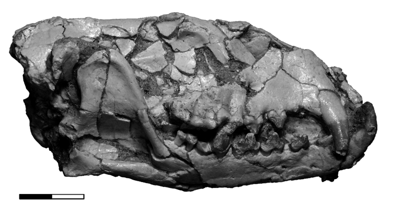 File:Lycophocyon skull lateral.png