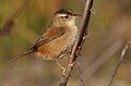 Marsh Wren - Sacramento County, California