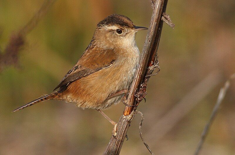 File:MarshWren-30DEC2017.jpg