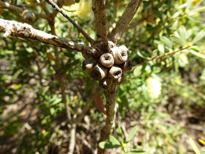 File:Melaleuca ciliosa (fruits).JPG