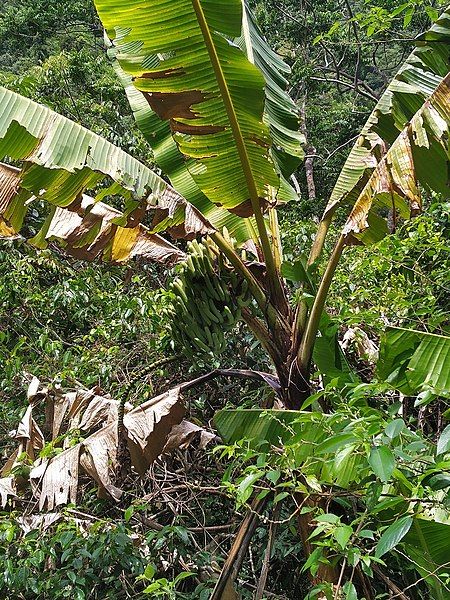 File:Musa banksii.jpg