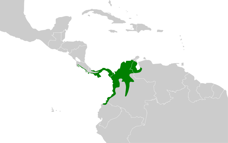 File:Myiarchus panamensis map.svg