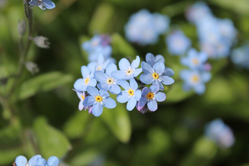 File:Myosotis sylvatica 03.jpg