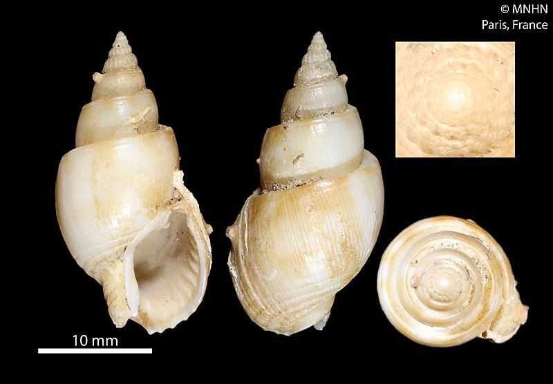 File:Nassarius kooli (MNHN-IM-2000-23029).jpeg