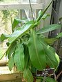 Nepenthes "Ted Payne"