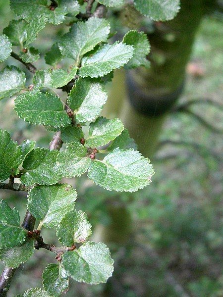 File:Nothofagus antarctica leaf.JPG