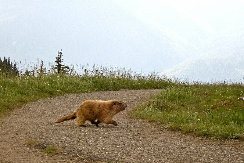 File:OlympicMarmot6.jpg