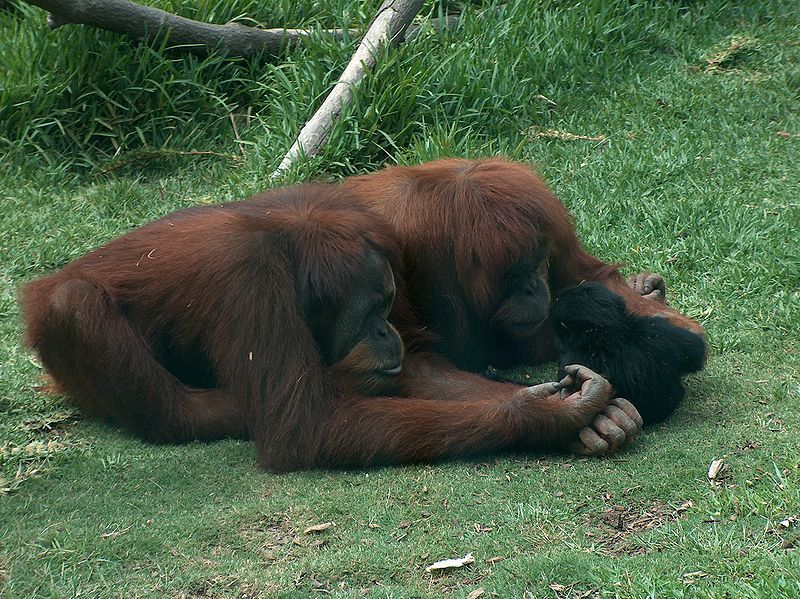 File:Orangutans-Siamang01.jpeg