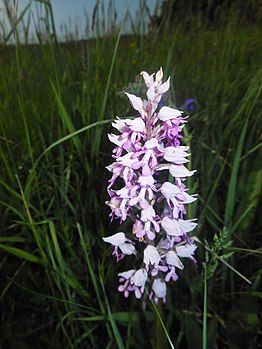 Orchis militaris