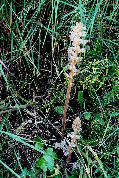 File:Orobanche hederae 01.JPG