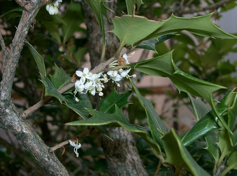 File:Osmanthus heterophyllus3.jpg