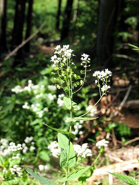 File:Peltaria alliacea1.JPG