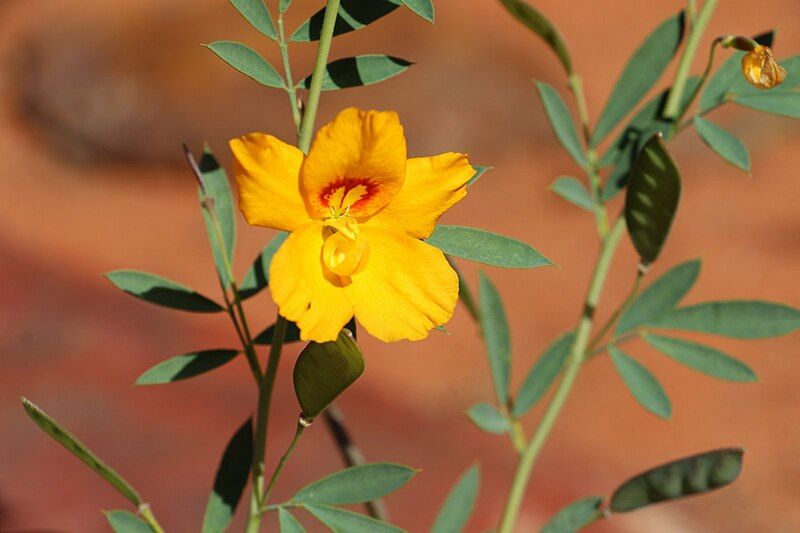 File:Petalostylis labicheoides canberra.jpg