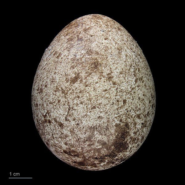 File:Phaethon rubricauda MHNT.ZOO.2010.11.2.14.jpg