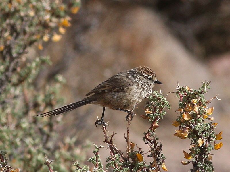 File:Plain-mantled tit-spinetail.JPG