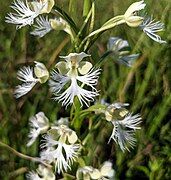 Platanthera leucophaea