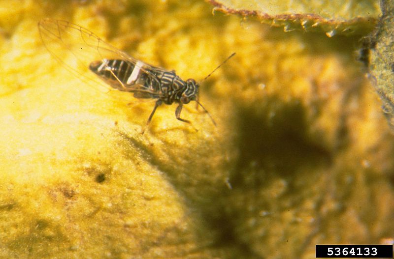 File:Potato psyllid.jpg