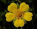 Potentilla neumanniana