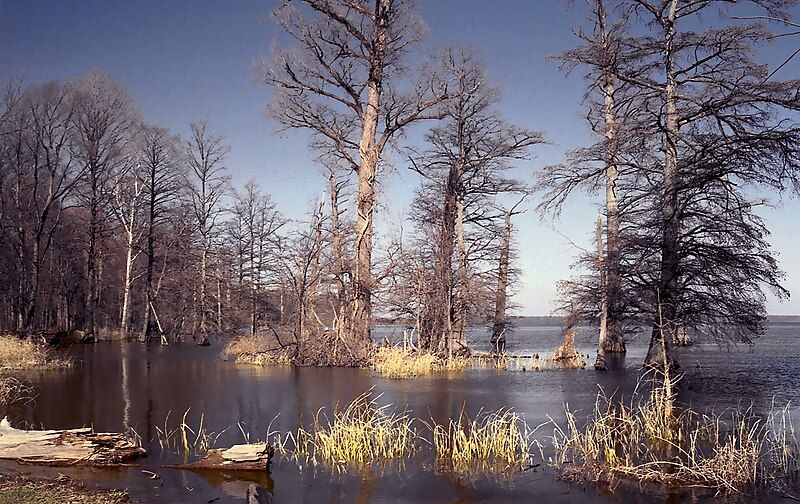 File:Reelfoot Lake.jpg