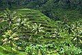 Image 67Rice terraces in Bali (from Tourism in Indonesia)