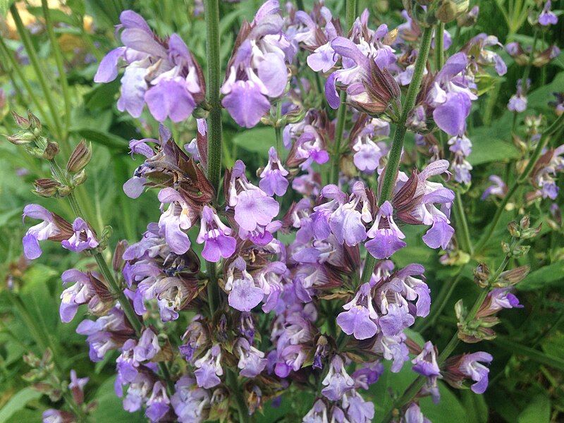 File:Salvia̞-Officinalis-Garden-Sage-Subshrub-Lamiaceae.jpg