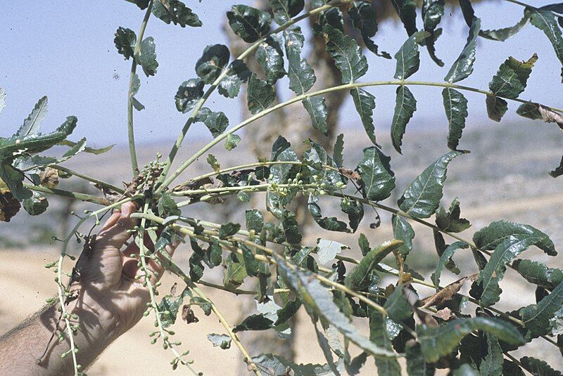 File:Socotra-Boswellia elongata.jpg