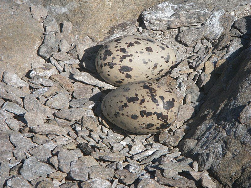 File:Sooty Oystercatcher eggs.jpg