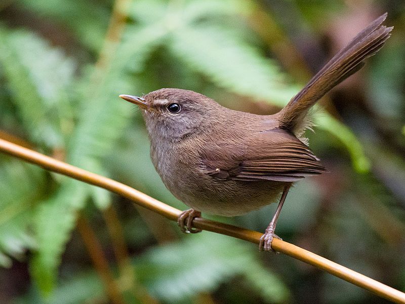 File:Sunda Bush Warbler.jpg