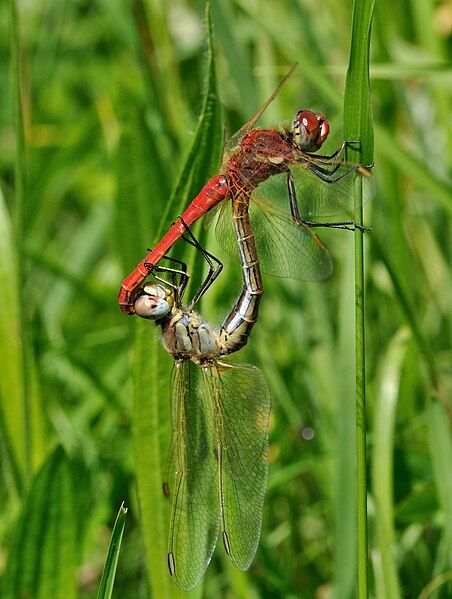 File:Sympetrum fonscolombii qtl7.jpg