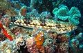 Bluestreak cleaner wrasse resting among sponfes