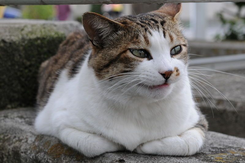 File:Tabby cat-teeth.jpg